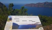 Tour Wandern Osani - Girolata Curzu - Photo 3