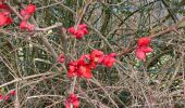 Trail Walking Tervuren - Promenade XT2 - Photo 3
