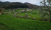 Trail Walking Schliengen - Rando de Cerisiers et BLAUEN...20/04/2023 - Photo 1
