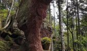 Tour Wandern Langstein - Lac de la Pierre-Percée - château de Salm - grotte des Poilus et l'observatoire - Photo 17