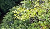 Tour Wandern La Roche-en-Ardenne - GR 57 02 : Beausaint - Nisramont  - Photo 10