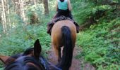 Trail Horseback riding Falck - Falck, forêt de la Houve  - Photo 7