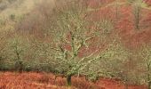 Tocht Te voet North Devon - Butterfly Walk - Photo 2