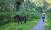 Tocht Te voet Somerset West and Taunton - Dunkery and Horner Wood circular walk - Photo 10