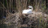 Percorso A piedi Houten - Rietplas & Schonauwen - Photo 2