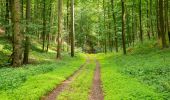 Trail On foot Beverungen - Weserhöhen-Wanderung 