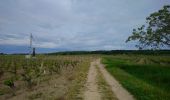 Tour Wandern Bourgueil - Bourgueil - GRP Coteaux de Bourgueil - 26.7km 150m 5h55 (45mn) - 2023 05 06 - Photo 4