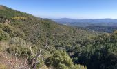 Trail Walking La Garde-Freinet - La Garde Freinet - ND Miremer - Photo 3