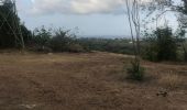 Trail Walking Sainte-Anne - Boucle des mangue - Photo 3
