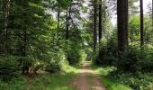 Randonnée Marche Vielsalm - Forêt domaniale du Grand-Bois - Photo 14