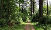 Percorso Marcia Vielsalm - Forêt domaniale du Grand-Bois - Photo 14