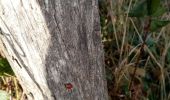 Tocht Stappen Vaugneray - boucle autour de Vaugneray  - Photo 2