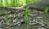 Trail On foot Bruchsal - BR - 13 Untergrombach Ungeheuerklamm Weierle - Photo 9