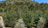 Trail Walking Plan-d'Aups-Sainte-Baume - Plan d'Aups-Sainte Baume - Photo 13