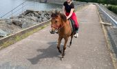 Trail Horseback riding Badonviller - tour du lac Abby Joyeux Tiboy - Photo 1