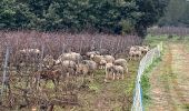 Tour Wandern Hyères - LES BORRELS - Photo 5