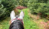 Trail Horseback riding Habay - Habay forêt d’Anlier - Photo 10