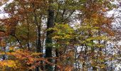 Trail Walking Saint-Germain-en-Laye - Château du Val 24 11 2019 - Photo 2