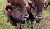 Tour Wandern Bastnach - La promenade des bisons  - Photo 7