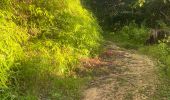 Trail Trail Petit-Bourg - Ira - Photo 1