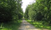 Trail On foot Tracy-le-Mont - le GR655 dans les Forêts de Laigue et de Compiègne - Photo 7