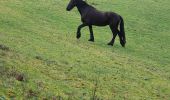 Tour Wandern Sapois - balade Vosges  - Photo 5