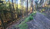 Excursión Senderismo Stoumont - A la découverte du ruisseau du Roannay et le village de Moulin du Ruy - Photo 10