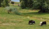 Randonnée Marche Île-d'Houat - Petit tour à Houat - Photo 12