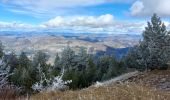 Trail Mountain bike Bédoin - Randuro sous les sapins blancs - Photo 5