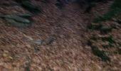 Trail Walking Monschau - Monschau  - Photo 1