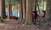 Tour Wandern Chambon-sur-Dolore - AUVERGNE 2023 Chambon-Frideroche - Photo 11