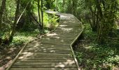 Excursión Senderismo Nouzilly - Nouzilly - Circuit des Orchidées  - Photo 17