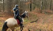 Tocht Paardrijden Habay - Forêt de Rulles - Photo 10