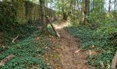 Trail Walking Chamarande - Forêt Départementale du Belvédère à Chamarande - Photo 20