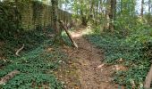 Percorso Marcia Chamarande - Forêt Départementale du Belvédère à Chamarande - Photo 20