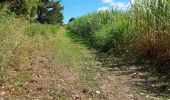 Trail Walking Basse-Pointe - Stèle Anse  Chalvet - Boulodrome Basse-Pointe  - Photo 3