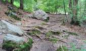 Randonnée Marche Aywaille - CANI-RANDO TOUR (boucle, le Ninglinspo et et les blanches pierres)  - Photo 13