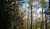 Trail Walking Orival - 20221117-Les Essarts  - Photo 16