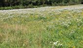 Trail Walking Vielsalm - Petite balade au alentour de Vielsalm  - Photo 3