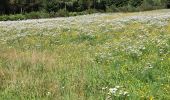 Tour Wandern Vielsalm - Petite balade au alentour de Vielsalm  - Photo 3