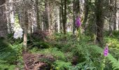 Trail Walking Feldberg - Feldsee & Feldberg Mai 2025 - Photo 3