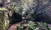 Tocht Stappen Ribeira da Janela - Levada  - Photo 6