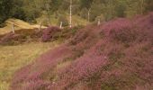 Trail Walking Bussang - les neufs bois depuis la Bouloie - Photo 3