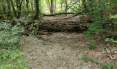 Tour Wandern Colombey-les-Deux-Églises - Colombey les deux eglises - Photo 2