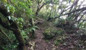 Trail Walking Saint-Joseph - Boucle des Margosiers - Photo 19
