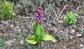 Tour Wandern Mazaugues - NSB5-MazauguesPivautI-220424 - Photo 13
