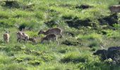 Trail Walking Picherande - Geneste_Fontaine_Salee_2 - Photo 1