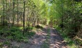 Tour Wandern Saint-Hubert - Geocaching : au plus profond de l’Ardenne - Photo 2