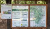 Trail Walking Dambach-la-Ville - Sommets et rochers - Photo 1