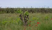 Tour Zu Fuß Castelnau-de-Guers - PR1 La Via Domitia - Photo 7